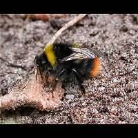 foto Bombus pratorum