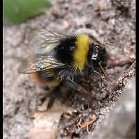 picture Bombus pratorum