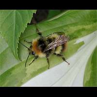 picture Bombus pratorum