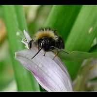 picture Bombus sylvestris