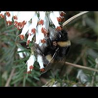 picture Bombus terrestris