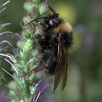 foto Grote Koekoekshommel