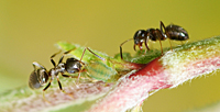 foto van Zwarte Wegmier, Lasius niger