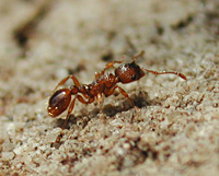 foto van Rode Steekmier , Myrmica rubra