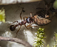 photograph Myrmica ruginodis