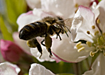 photo of honey bee, apis mellifera, with pollen and pollinating, honingbij, bestuiven