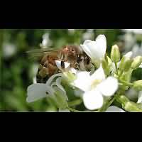 foto Apis mellifera