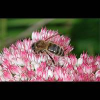 picture Apis mellifera