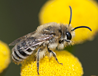 photo of Colletes daviesanus