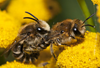 foto van Wormkruidbij, Colletes daviesanus