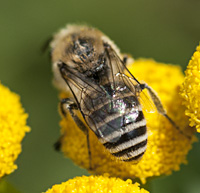 foto van Wormkruidbij, Colletes daviesanus