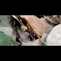 photograph Nomada ruficornis