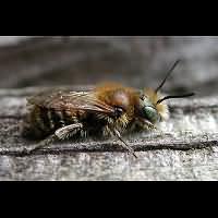 photograph Osmia caerulescens