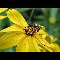 foto Osmia niveata