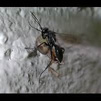 picture Spider Wasp