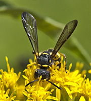 picture Cerceris quadricincta