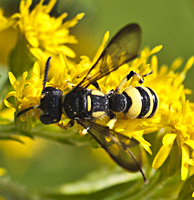 picture Cerceris quadricincta