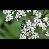 picture Common Cuckoo Wasp