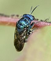 picture of Pseudomalus violaceus