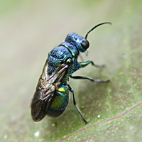 foto van Pseudomalus violaceus