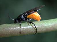 picture of Large Rose Sawfly, Arge pagana