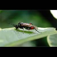 picture Macrophya punctumalbum