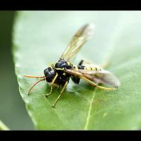 picture Figwort Sawfly