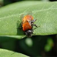 picture Tawny Mining Bee