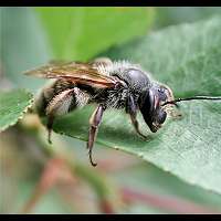 picture Andrena carantonica