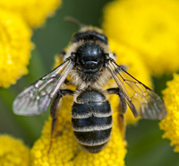 picture of mining bee Andrena denticulata