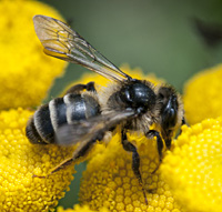 picture of mining bee Andrena denticulata