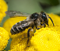 picture of mining bee Andrena denticulata