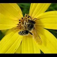 picture Andrena flavipes