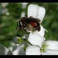 picture Andrena labiata