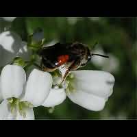 foto Andrena labiata