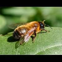 foto Andrena nigroaenea