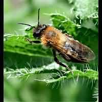 picture Andrena nitida