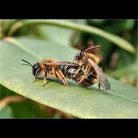 picture Andrena tibialis