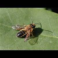 foto Andrena tibialis