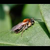 foto Andrena varians