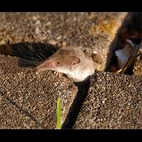 photograph Crocidura russula